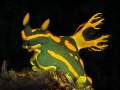   Tambja gabrielae Nudibranch Lembeh North Sulawesi Indonesia  